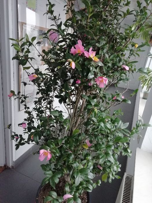 Kamelia sasanqua' Hana Jiman'