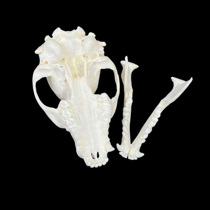 Czaszka szopa pracza, model anatomiczny