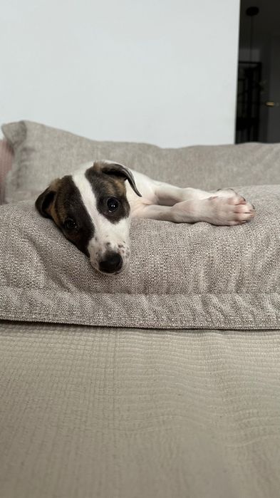 Chart Angielski Whippet