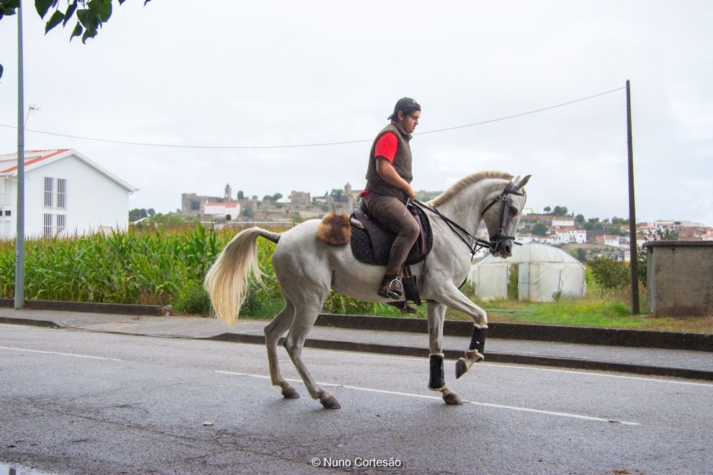 Vendo ou troco Égua  montada