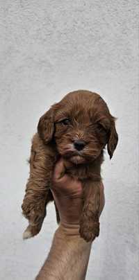 Cavapoo suczka f1