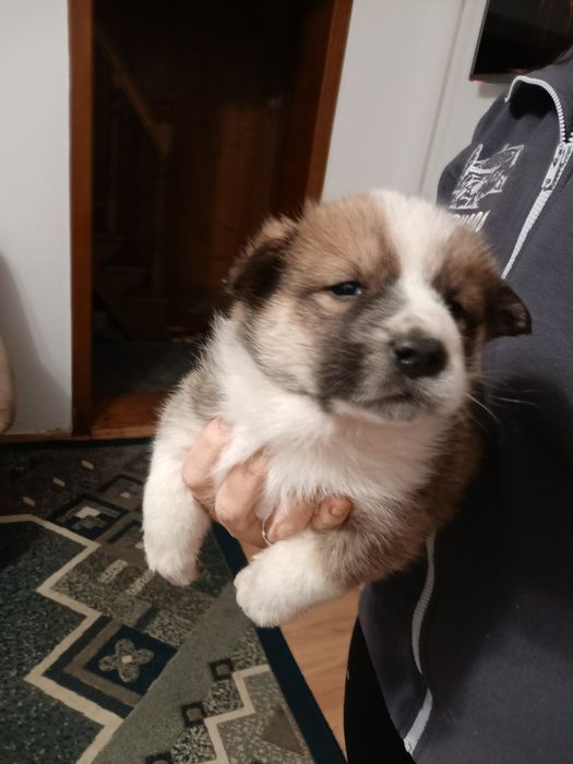 Віддам Безкоштовно в дуже добрі рукиПесиків