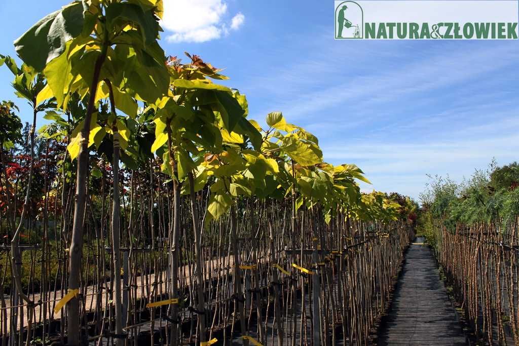 Catalpa Katalpa Nana zielona,  PRODUCENT