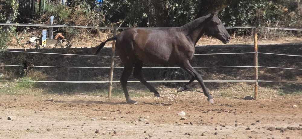 Poldra lusitana Grande com 2 anos