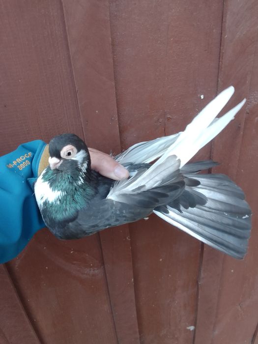 Gołębie zamojskie.