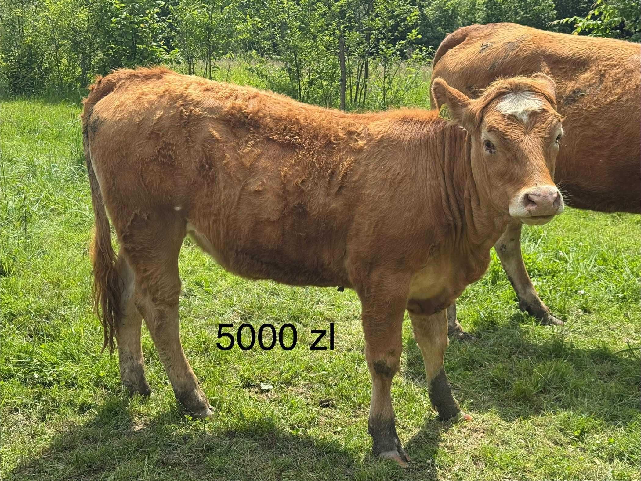 Byk Buchaj Limousin Jałówki Krowa Limousine