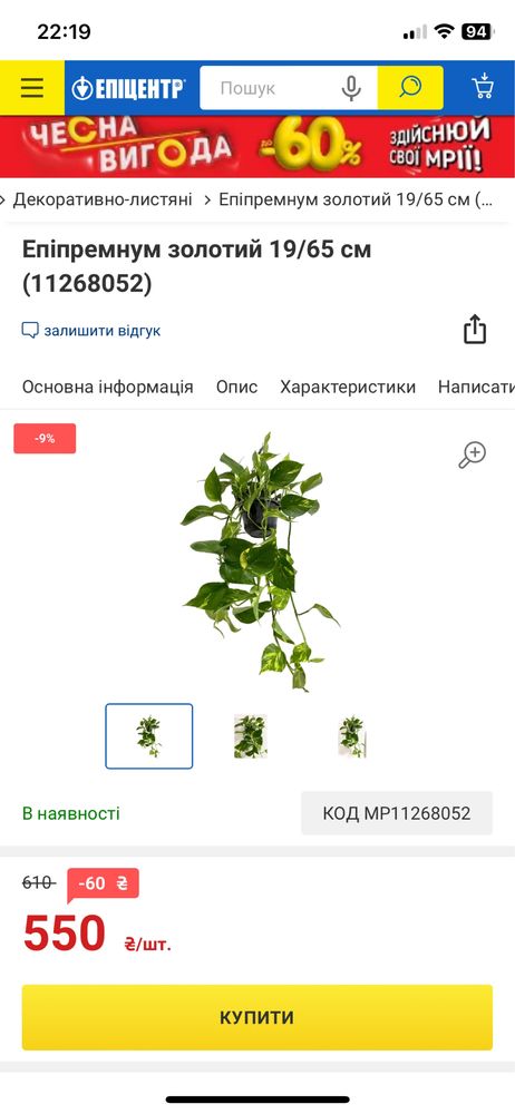 Епіпремнум золотистий. Epipremnum aureum