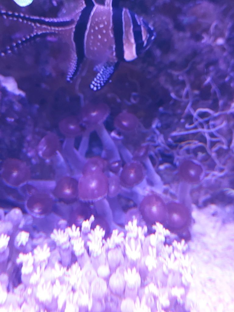 Akwarium morskie Zoanthus Purple Bee