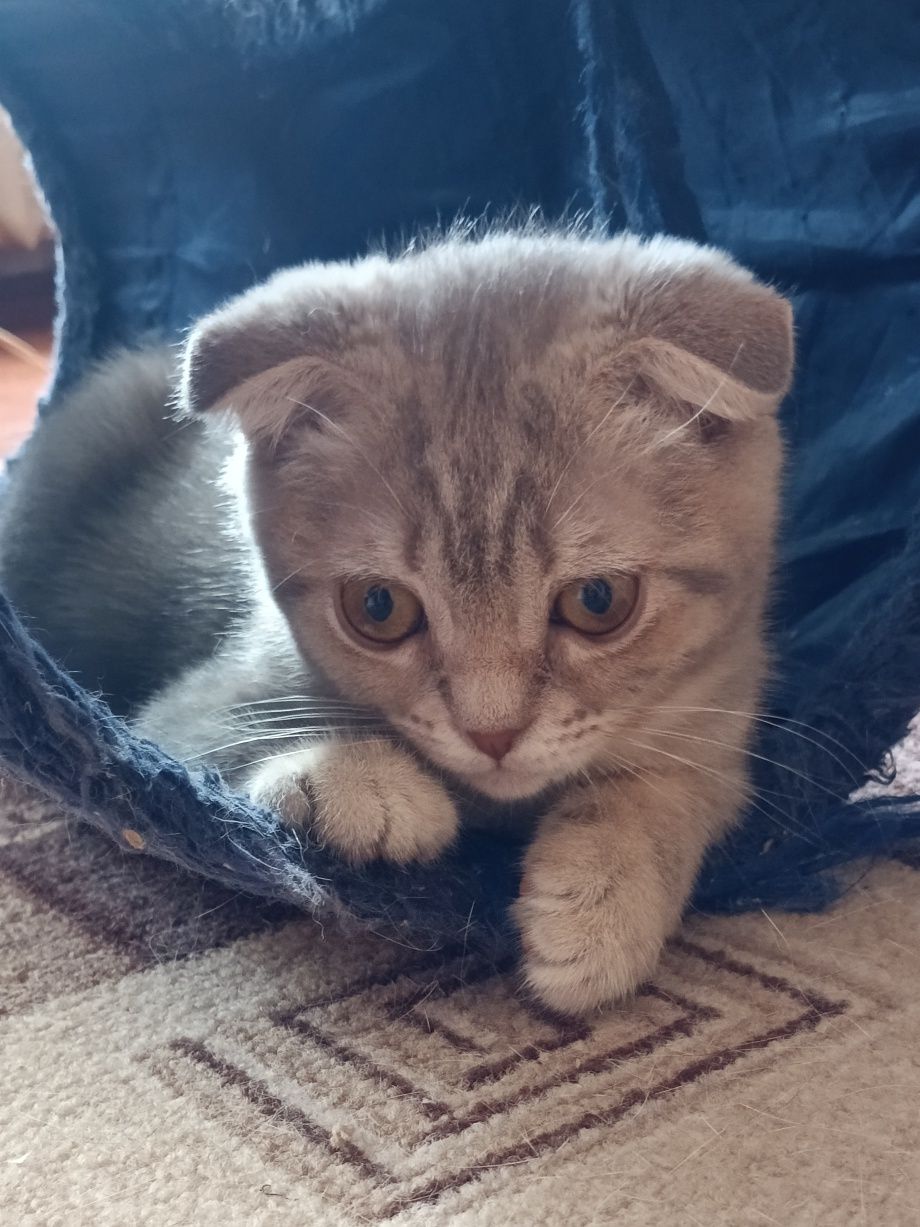 Пухнастий бешкетник