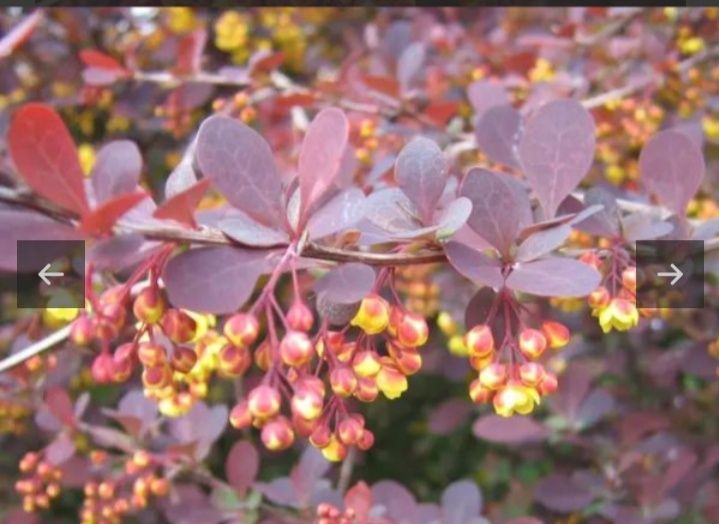 Berberys Superba sadzonka