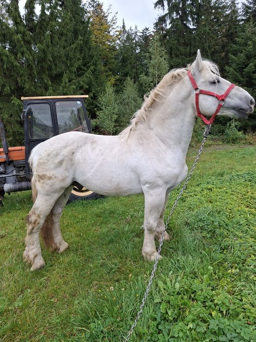 Sprzedam ogiera zimnokrwistego