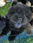 Chow Chow Piękna Suczka!!