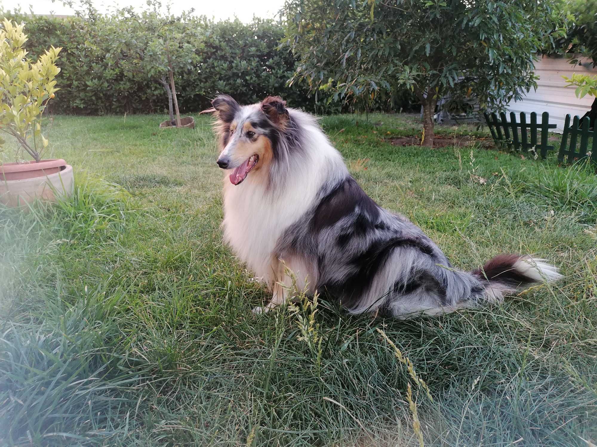 Rough Collie Lassie-para entrega imediata
