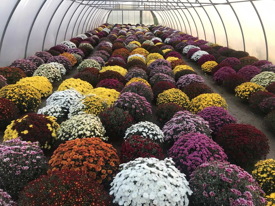 Chryzantemy drobnokwiatowe