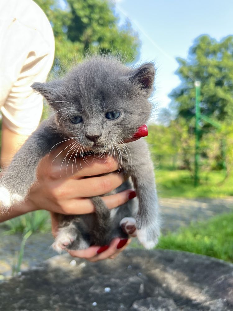 Кошенята,котята,кіт,киця,кицька, котик,котенята в хороші руки