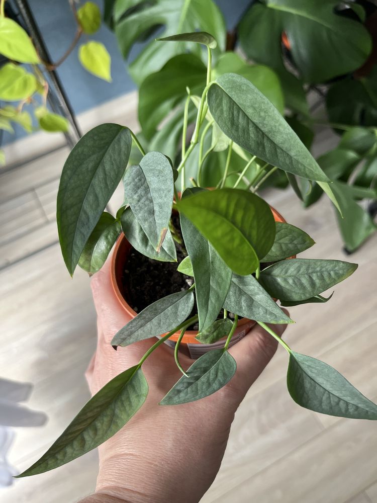 Epipremnum happy leaf,cebu blue,global green.Philodendron lemon,brasil