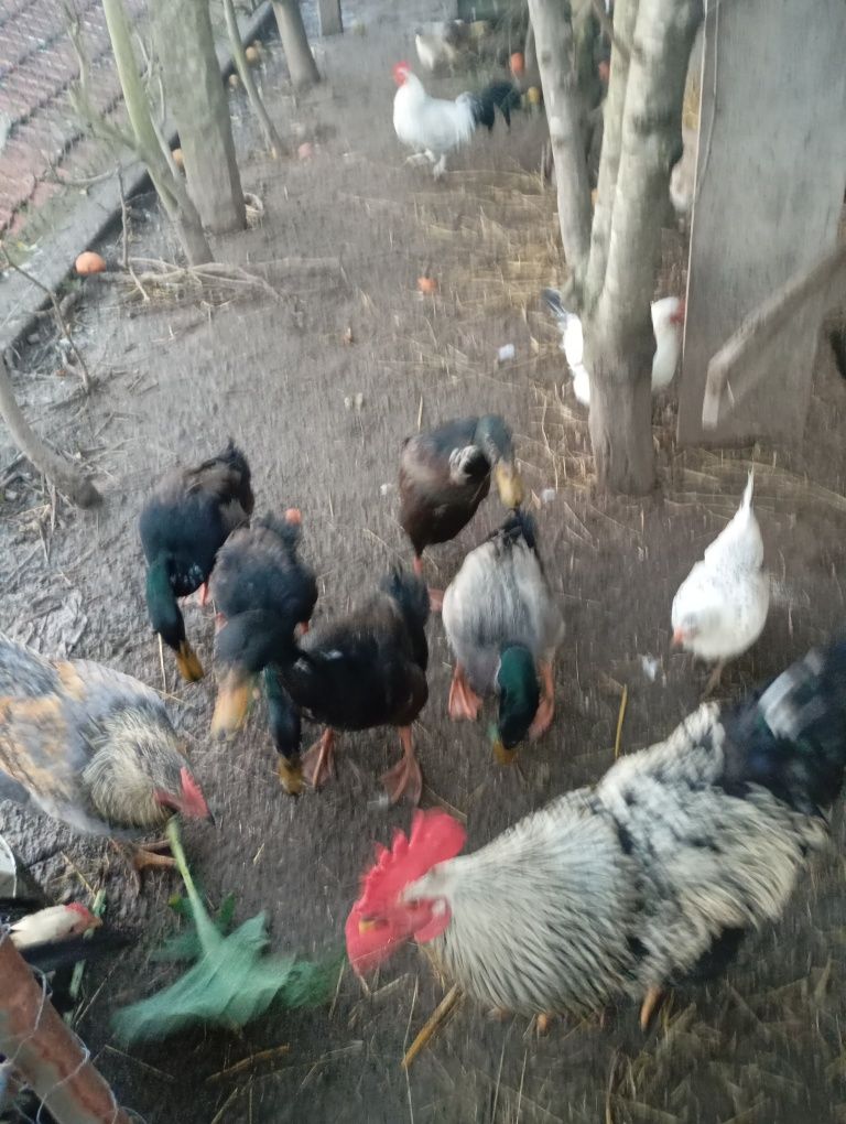Patos corredores