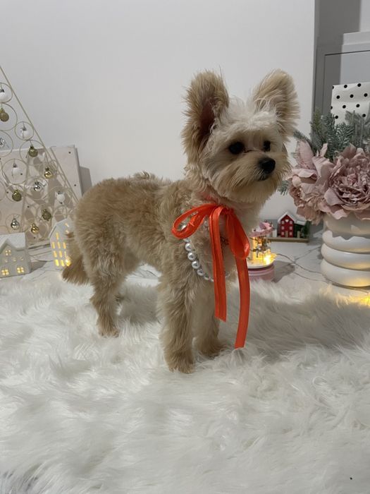 Наймиліші Помапу  експортний рівень якості!