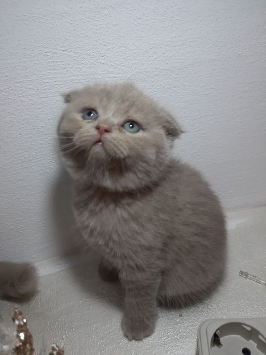 Кошенята британські