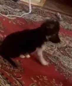 !зникло цуценя приблизно середу ввечері