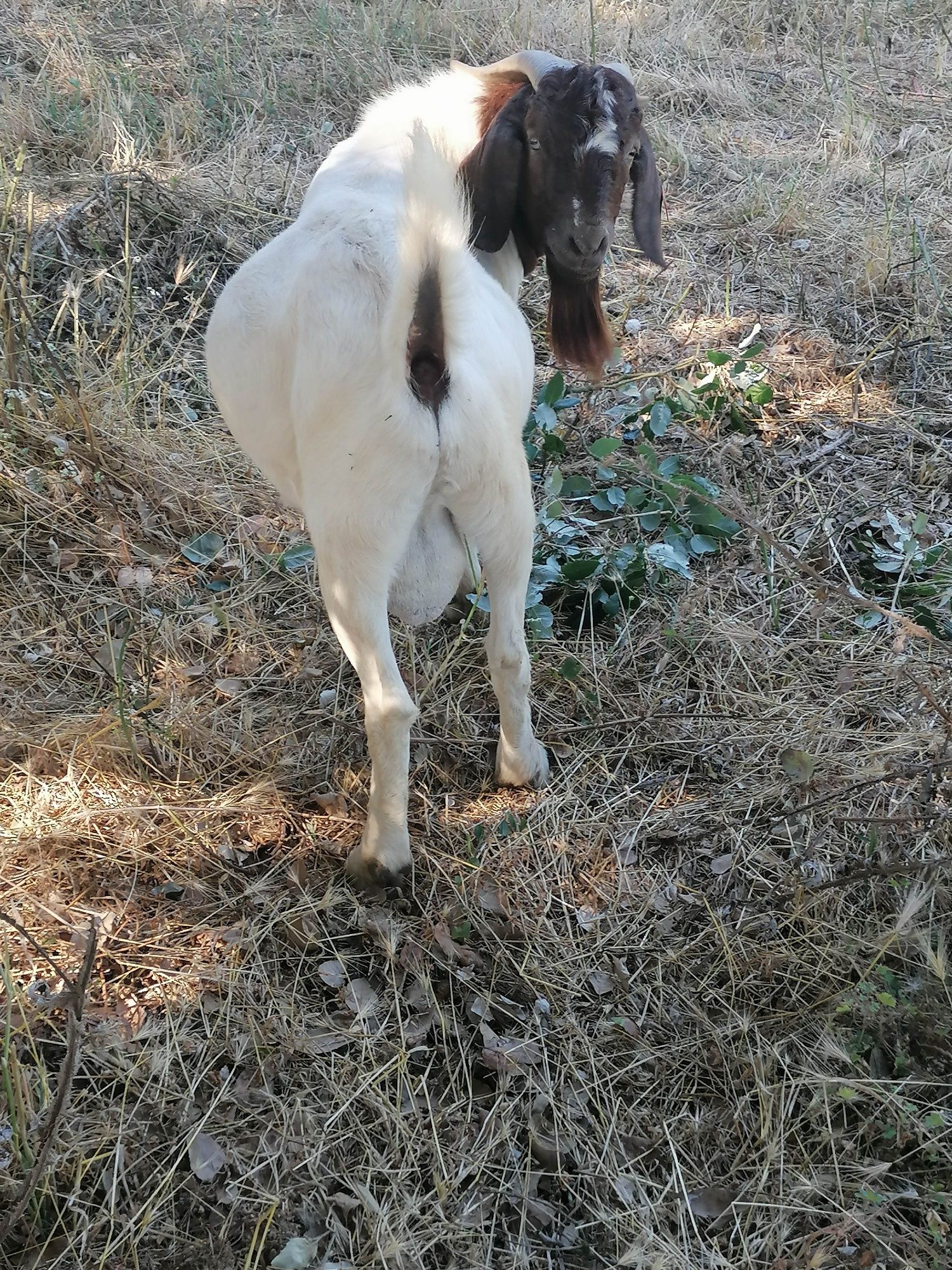 Cabras raça Boer