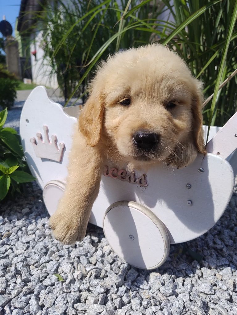 Golden retriever szczenię złote do odbioru