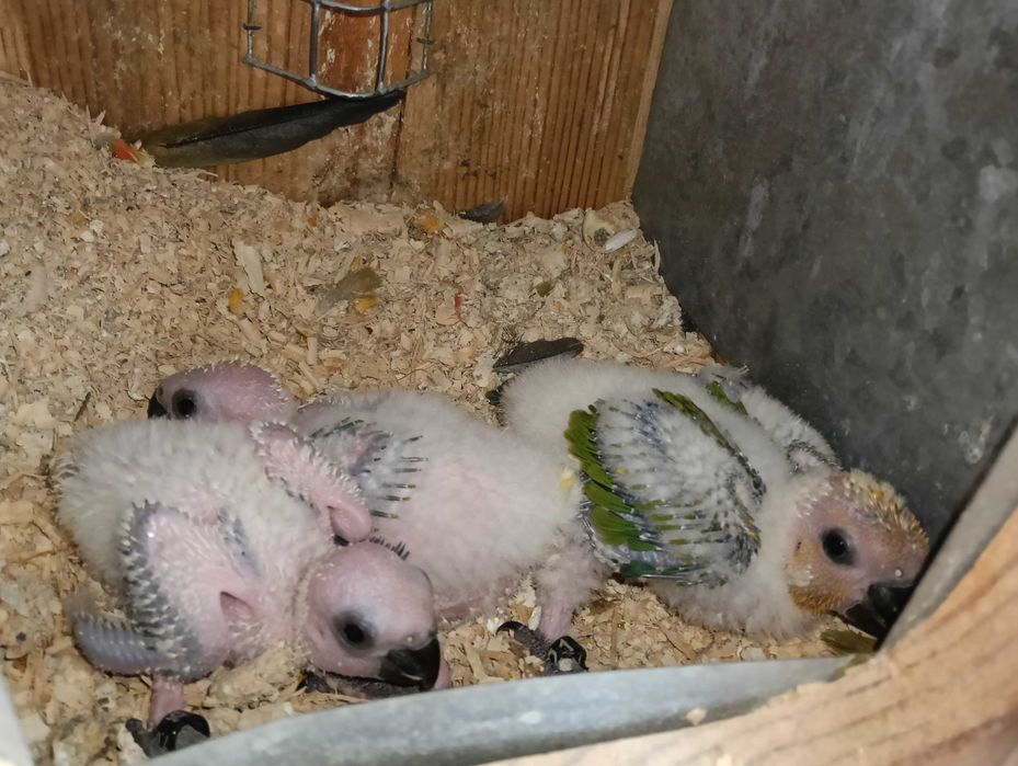 Aratingas Jandayas bebés