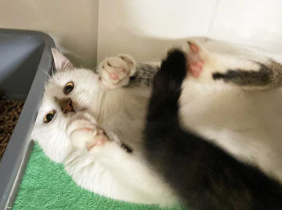 Чудовий ласкавий і ніжний котик-красунчик Нясік (6 міс.). Кастров. Кот