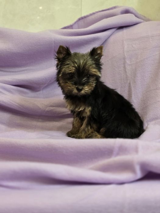 Piesek mini Yorkshire terrier
