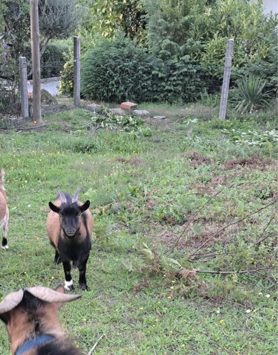 Disponivel Cabrito anão