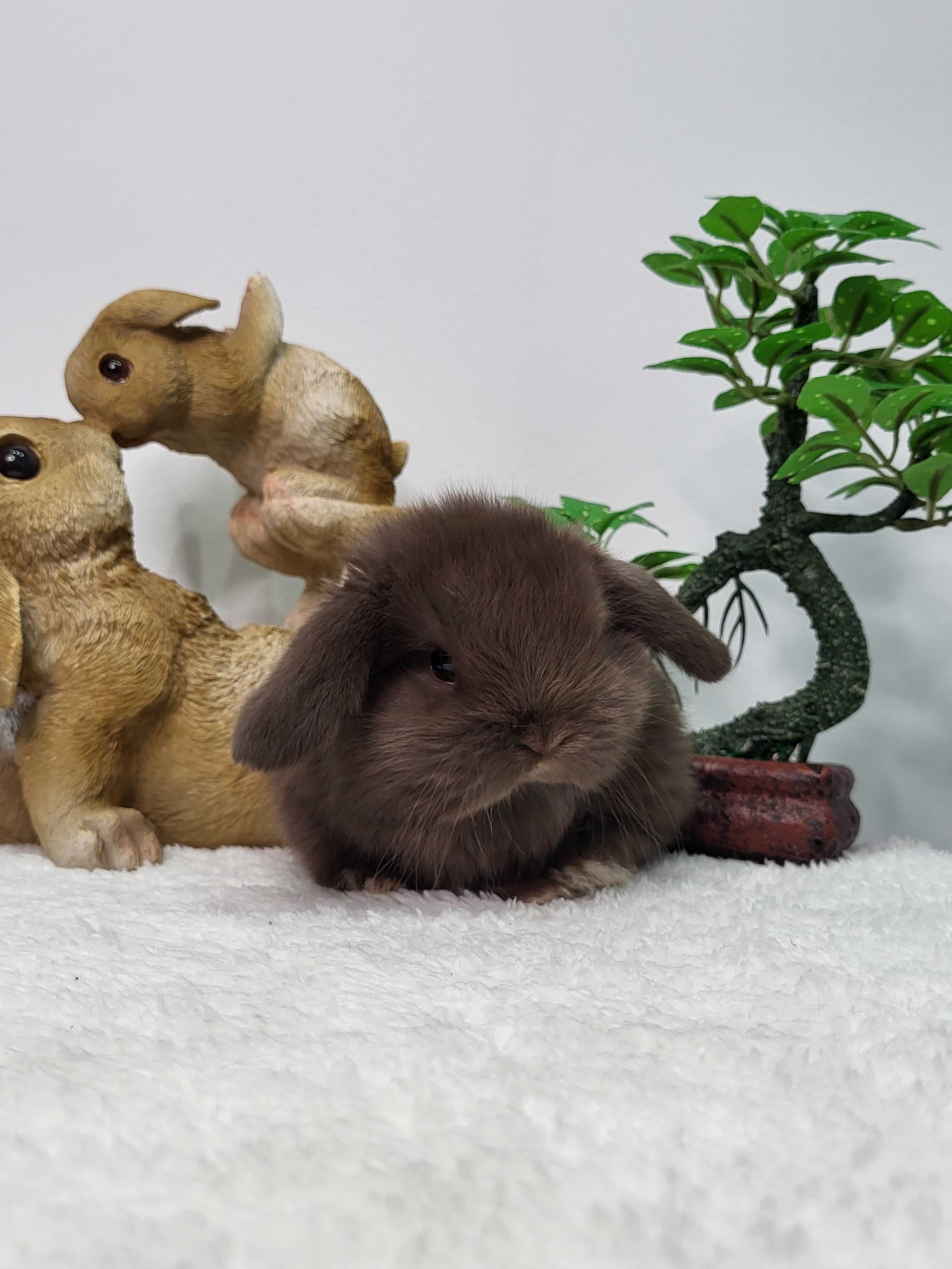 Króliczki Karzełki Teddy i Mini Lop