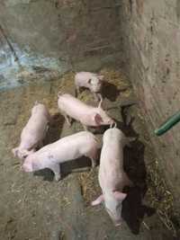 Поросята свини 1.5 месячные