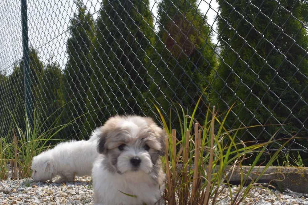 Coton de Tulear szczenię o imieniu Fendi