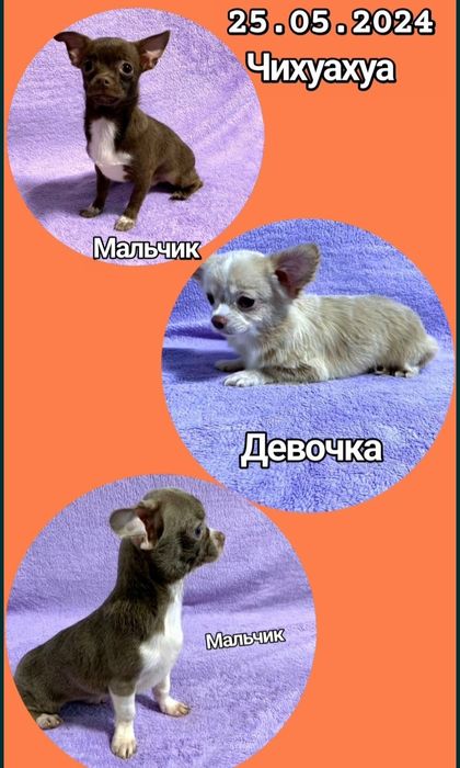 Продам чихуахуа,  есть Девочка и Мальчики