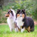 Owczarek szetlandzki (sheltie),  Sunia tricolor,  ZKwP (FCI)