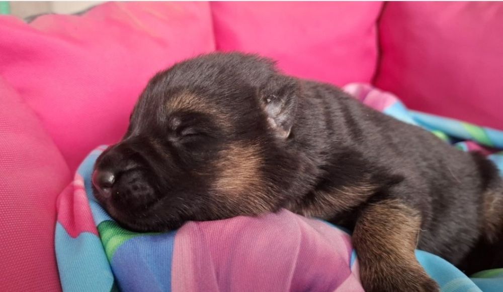 Piesek owczarka niemieckiego krótkowłosego