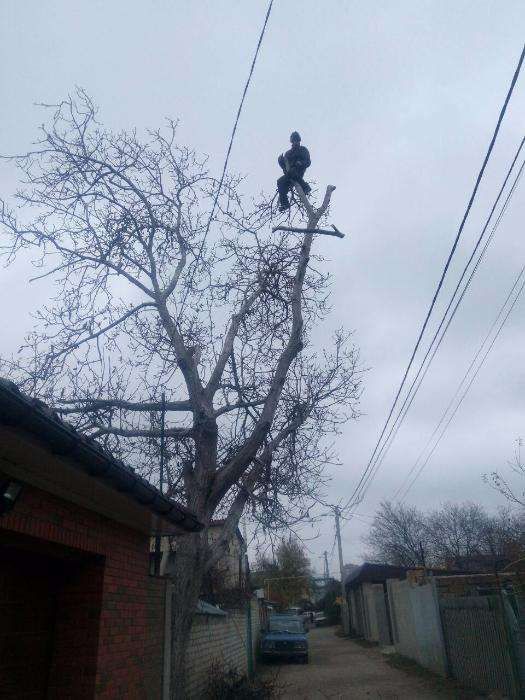 Спилить дерево в Одессе.Пользуйтесь услугами профессионалов.