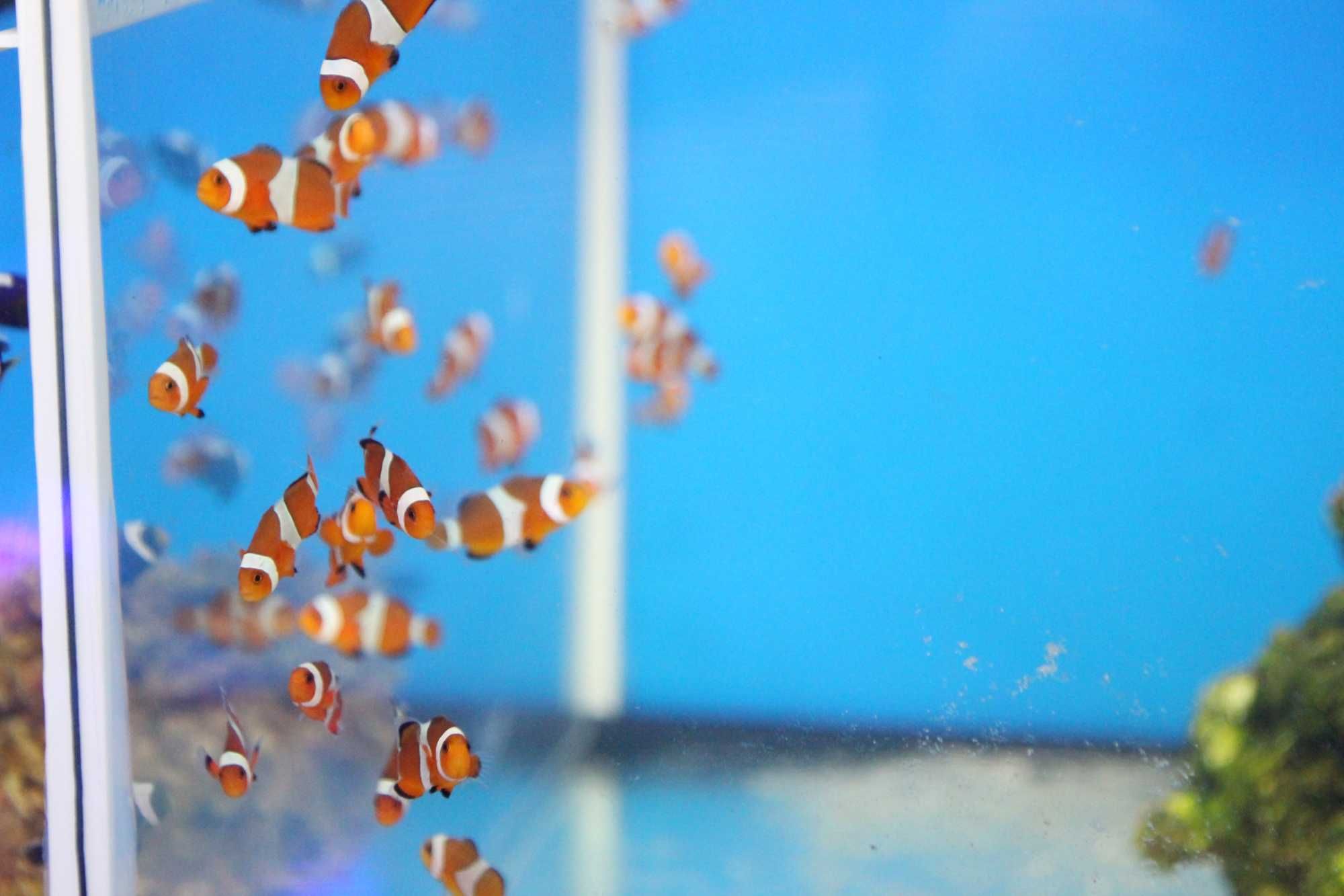 Amphiprion ocellaris  błazenek. Morskie