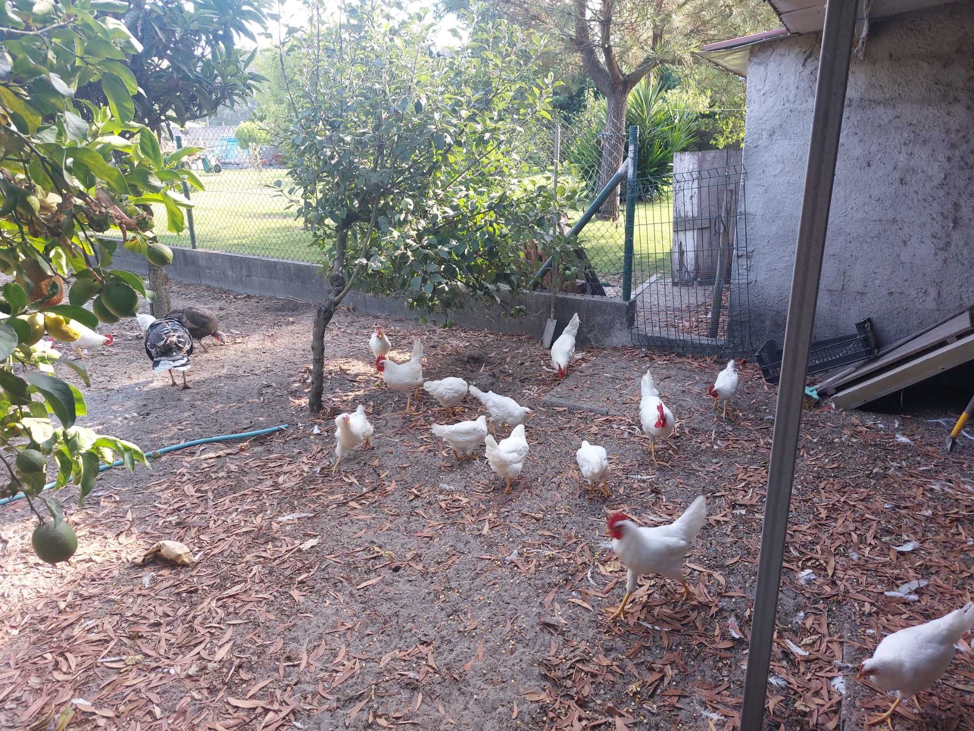 Casal galinhas leghorn