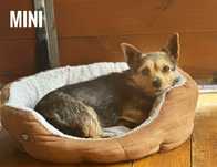 Młodziukie yorki do adopcji. Tylko razem.