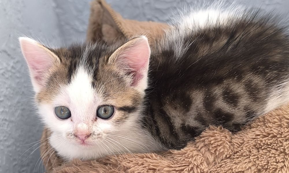 Дівчинка шукає родину