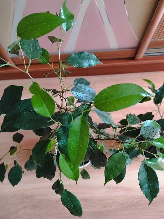 Фикус Даниэль деревце домашнее 76 см