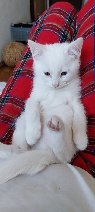 Gatinho com 2 meses