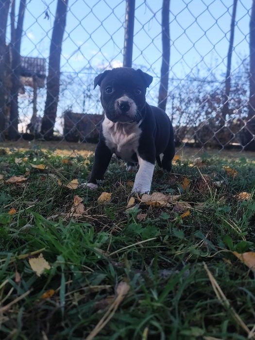 Suczka American Staffordshire Terrier