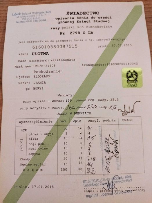 Klacz typ sokólski 82p.