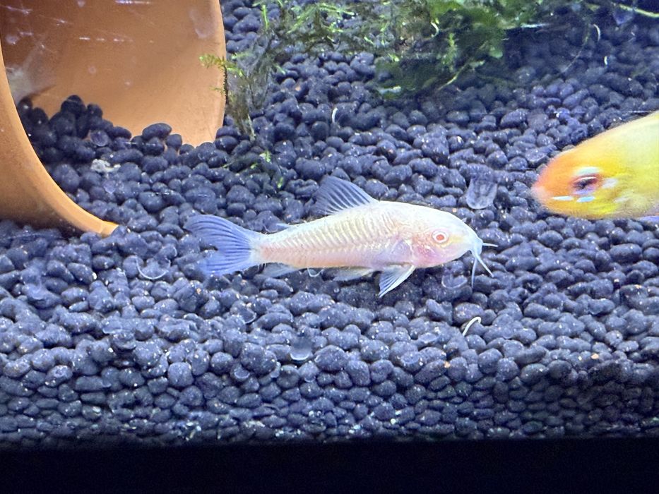 Corydoras albinas