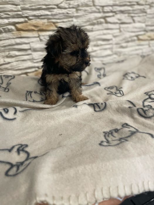 Sunia yorkshire terrier rodowód york