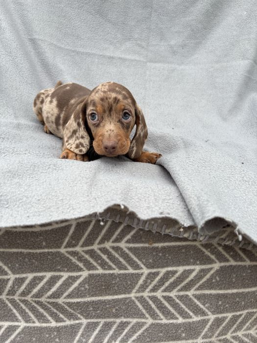 Teckel macho miniatura