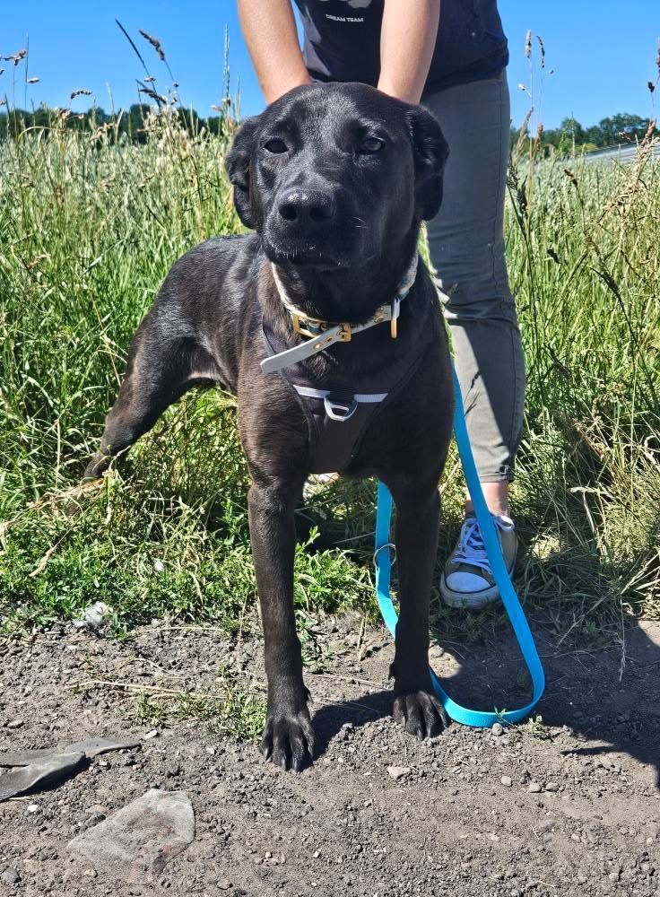 Emi w typie labradora do adopcji