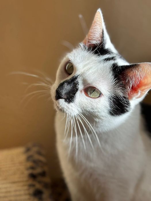 Urocza Milka szuka domu!